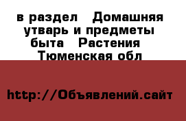  в раздел : Домашняя утварь и предметы быта » Растения . Тюменская обл.